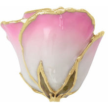 Load image into Gallery viewer, 24K Roses - Lacquered Rose with Gold Trim - Cream Pink Rose
