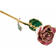 24K Roses - Lacquered Rose with Gold Trim - Cream Pink Rose
