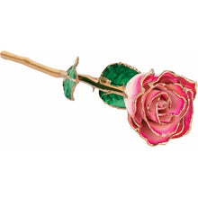 Load image into Gallery viewer, 24K Roses - Lacquered Rose with Gold Trim - Cream Magenta Rose
