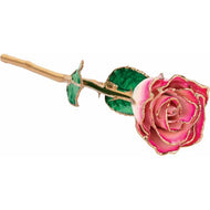 24K Roses - Lacquered Rose with Gold Trim - Cream Magenta Rose