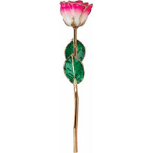 Load image into Gallery viewer, 24K Roses - Lacquered Rose with Gold Trim - Cream Magenta Rose
