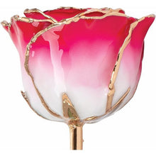 Load image into Gallery viewer, 24K Roses - Lacquered Rose with Gold Trim - Cream Red Rose
