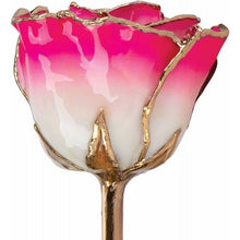 Load image into Gallery viewer, 24K Roses - Lacquered Rose with Gold Trim - Cream Magenta Rose
